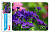 Коврик для мыши Buro BU-M20012 Мини рисунок/цветы 230x180x2мм