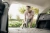 Строительный пылесос Karcher WD 4 V-20/5/22 1000Вт (уборка: сухая/сбор воды) желтый - купить недорого с доставкой в интернет-магазине