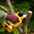 Цепная пила Deko DKCHS 20-6 PRO 20Вт дл.шины:12" (30cm) (083-2011) - купить недорого с доставкой в интернет-магазине