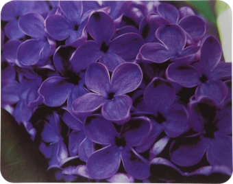 Коврик для мыши Buro BU-M20049 Мини рисунок/сирень 230x180x2мм - купить недорого с доставкой в интернет-магазине