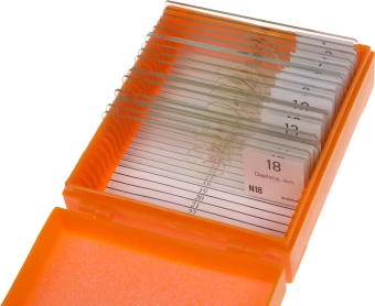 Набор микропрепаратов Levenhuk N18 NG 83предм. прозрачный/черный/оранжевый (29276) - купить недорого с доставкой в интернет-магазине