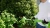 Кусторез Greenworks G40PHAаккум. (2300407) - купить недорого с доставкой в интернет-магазине