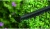 Кусторез Bosch EasyHedgeCut 55 (0600847C02) - цена, купить или заказать с доставкой в интернет-магазине Кусторез Bosch EasyHedgeCut 55 (0600847C02) - купить недорого с доставкой в интернет-магазине