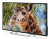 Телевизор LED PolarLine 55" 55PU11TC-SM черный 4K Ultra HD 50Hz DVB-T DVB-T2 DVB-C WiFi Smart TV (RUS) - купить недорого с доставкой в интернет-магазине