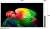 Телевизор OLED LG 48" OLED48B6RLA.ARUG коричневый/серый 4K Ultra HD 120Hz DVB-T2 DVB-C DVB-S2 USB WiFi Smart TV - цена, купить или заказать с доставкой в интернет-магазине Телевизор OLED LG 48" OLED48B6RLA.ARUG коричневый/серый 4K Ultra HD 120Hz DVB-T2 DVB-C DVB-S2 USB WiFi Smart TV - купить недорого с доставкой в интернет-магазине