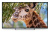 Телевизор LED PolarLine 55" 55PU11TC-SM черный 4K Ultra HD 50Hz DVB-T DVB-T2 DVB-C WiFi Smart TV (RUS) - купить недорого с доставкой в интернет-магазине